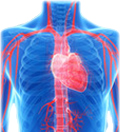 apparato-cardiovascolare